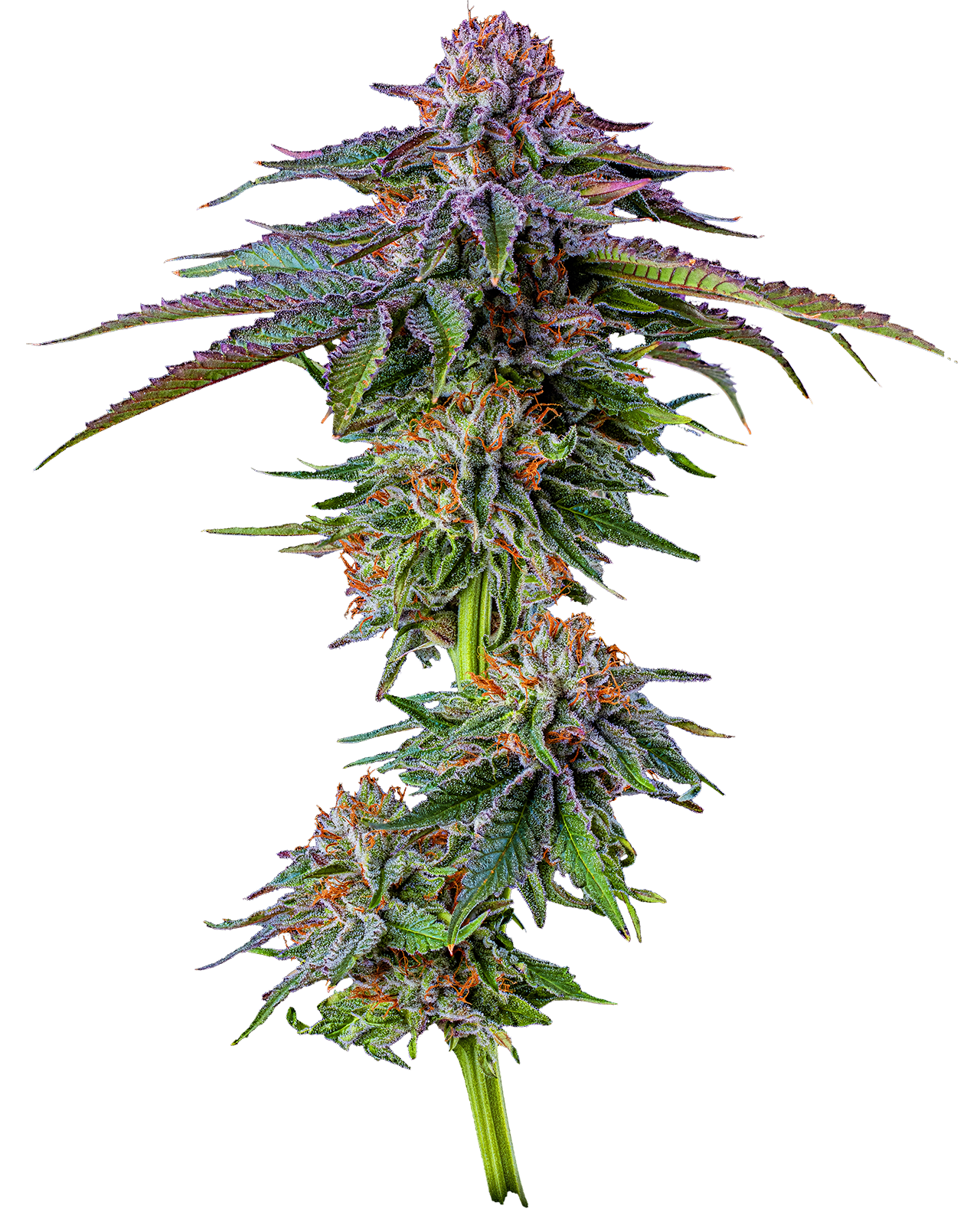 Turbo Blueberry | MFNY